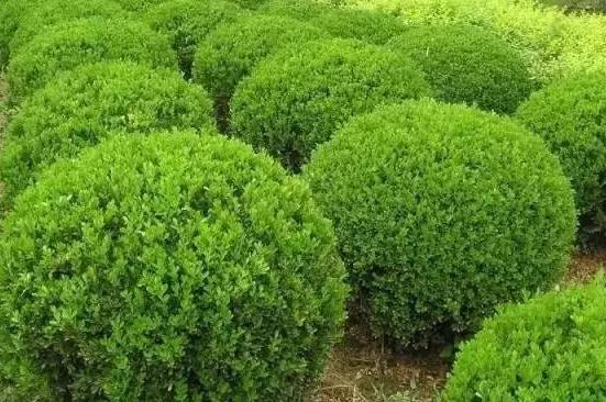 喬、灌木類植物的養(yǎng)護要點，看看凱蒂分享的這6點！