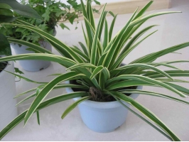 關于金邊吊蘭，你不能不知道的5個養(yǎng)護小技巧~