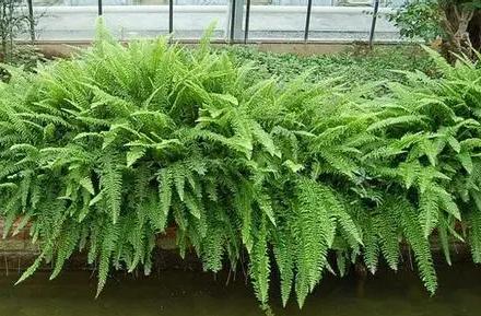 超可愛蕨類植物有哪些，你知道怎么養(yǎng)嗎？ 湖北綠化公司教你一招